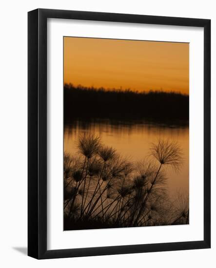 Papyrus Reeds Along Zambezi River at Sunset, Eastern End of the Caprivi Strip, Namibia, Africa-Kim Walker-Framed Photographic Print