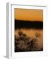 Papyrus Reeds Along Zambezi River at Sunset, Eastern End of the Caprivi Strip, Namibia, Africa-Kim Walker-Framed Photographic Print