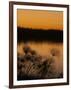 Papyrus Reeds Along Zambezi River at Sunset, Eastern End of the Caprivi Strip, Namibia, Africa-Kim Walker-Framed Photographic Print