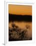 Papyrus Reeds Along Zambezi River at Sunset, Eastern End of the Caprivi Strip, Namibia, Africa-Kim Walker-Framed Photographic Print