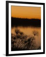 Papyrus Reeds Along Zambezi River at Sunset, Eastern End of the Caprivi Strip, Namibia, Africa-Kim Walker-Framed Photographic Print