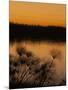 Papyrus Reeds Along Zambezi River at Sunset, Eastern End of the Caprivi Strip, Namibia, Africa-Kim Walker-Mounted Photographic Print