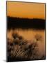 Papyrus Reeds Along Zambezi River at Sunset, Eastern End of the Caprivi Strip, Namibia, Africa-Kim Walker-Mounted Premium Photographic Print