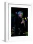 Paquito D'Rivera, Brecon Jazz Festival, Brecon, Wales, 12 August, 2005-Brian O'Connor-Framed Photographic Print