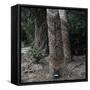 Para Rubber Tree (Hevea Brasiliensis) Brazil-null-Framed Stretched Canvas