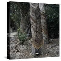 Para Rubber Tree (Hevea Brasiliensis) Brazil-null-Stretched Canvas