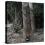 Para Rubber Tree (Hevea Brasiliensis) Brazil-null-Stretched Canvas