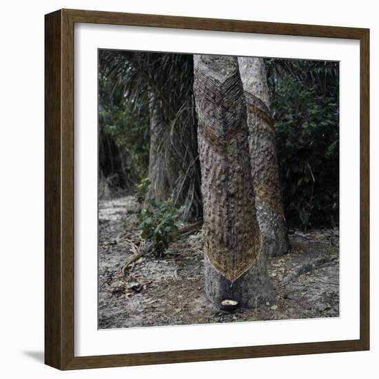 Para Rubber Tree (Hevea Brasiliensis) Brazil-null-Framed Photographic Print