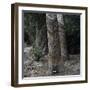 Para Rubber Tree (Hevea Brasiliensis) Brazil-null-Framed Photographic Print