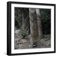 Para Rubber Tree (Hevea Brasiliensis) Brazil-null-Framed Photographic Print