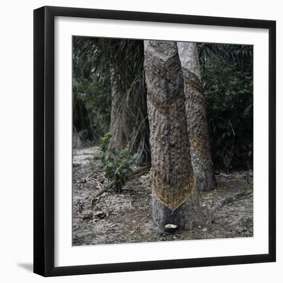 Para Rubber Tree (Hevea Brasiliensis) Brazil-null-Framed Photographic Print