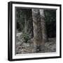 Para Rubber Tree (Hevea Brasiliensis) Brazil-null-Framed Photographic Print