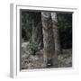 Para Rubber Tree (Hevea Brasiliensis) Brazil-null-Framed Photographic Print