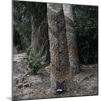 Para Rubber Tree (Hevea Brasiliensis) Brazil-null-Mounted Photographic Print