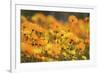 Parachute Daisies (Ursinia Anthemoides) Little Karoo, Western Cape, South Africa-Tony Phelps-Framed Photographic Print