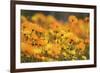 Parachute Daisies (Ursinia Anthemoides) Little Karoo, Western Cape, South Africa-Tony Phelps-Framed Photographic Print