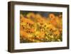 Parachute Daisies (Ursinia Anthemoides) Little Karoo, Western Cape, South Africa-Tony Phelps-Framed Photographic Print