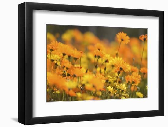 Parachute Daisies (Ursinia Anthemoides) Little Karoo, Western Cape, South Africa-Tony Phelps-Framed Photographic Print