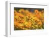 Parachute Daisies (Ursinia Anthemoides) Little Karoo, Western Cape, South Africa-Tony Phelps-Framed Photographic Print