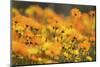 Parachute Daisies (Ursinia Anthemoides) Little Karoo, Western Cape, South Africa-Tony Phelps-Mounted Photographic Print