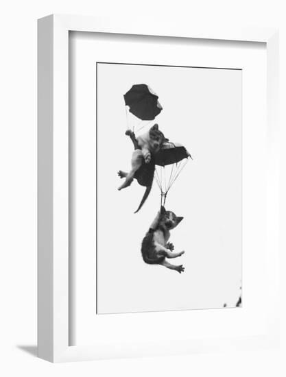 Parachuting Kittens-null-Framed Photographic Print