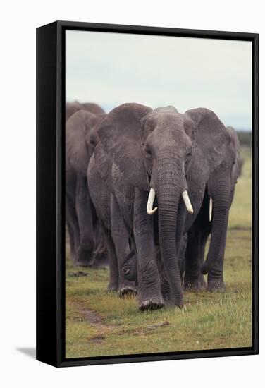 Parade of Elephants-DLILLC-Framed Stretched Canvas