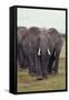 Parade of Elephants-DLILLC-Framed Stretched Canvas
