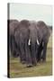 Parade of Elephants-DLILLC-Stretched Canvas