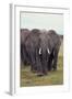 Parade of Elephants-DLILLC-Framed Photographic Print