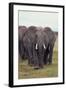 Parade of Elephants-DLILLC-Framed Photographic Print