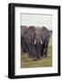 Parade of Elephants-DLILLC-Framed Photographic Print