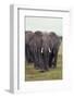 Parade of Elephants-DLILLC-Framed Photographic Print