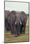 Parade of Elephants-DLILLC-Mounted Photographic Print