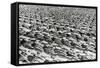 Parade of the Young Communists, Moscow, USSR, 1930S-null-Framed Stretched Canvas