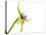 Paradisanthus Micranthus 1-Fabio Petroni-Stretched Canvas