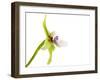 Paradisanthus Micranthus 1-Fabio Petroni-Framed Photographic Print