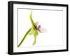 Paradisanthus Micranthus 1-Fabio Petroni-Framed Photographic Print