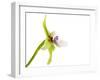 Paradisanthus Micranthus 1-Fabio Petroni-Framed Photographic Print