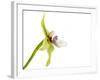 Paradisanthus Micranthus 1-Fabio Petroni-Framed Photographic Print