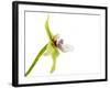 Paradisanthus Micranthus 1-Fabio Petroni-Framed Photographic Print