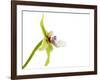 Paradisanthus Micranthus 1-Fabio Petroni-Framed Photographic Print