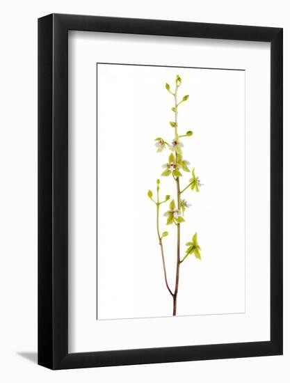 Paradisanthus Micranthus-Fabio Petroni-Framed Photographic Print