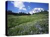 Paradise Meadows, Mt. Rainier National Park, Washington, USA-Charles Gurche-Stretched Canvas