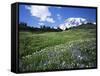 Paradise Meadows, Mt. Rainier National Park, Washington, USA-Charles Gurche-Framed Stretched Canvas