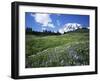 Paradise Meadows, Mt. Rainier National Park, Washington, USA-Charles Gurche-Framed Premium Photographic Print