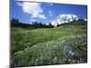Paradise Meadows, Mt. Rainier National Park, Washington, USA-Charles Gurche-Mounted Premium Photographic Print