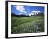 Paradise Meadows, Mt. Rainier National Park, Washington, USA-Charles Gurche-Framed Photographic Print