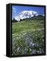 Paradise Meadows, Mt. Rainier National Park, Washington, USA-Charles Gurche-Framed Stretched Canvas