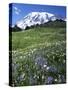 Paradise Meadows, Mt. Rainier National Park, Washington, USA-Charles Gurche-Stretched Canvas