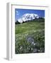 Paradise Meadows, Mt. Rainier National Park, Washington, USA-Charles Gurche-Framed Photographic Print